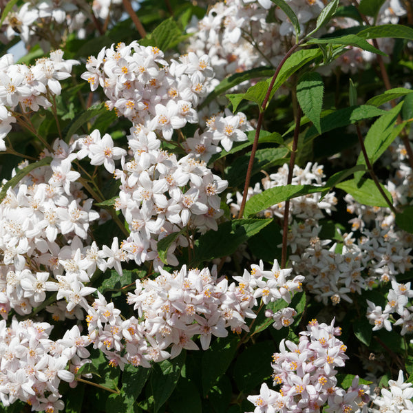 Deutzia hybrida  'Mont Rose' - Rosen-Deutzie 'Mont Rose'