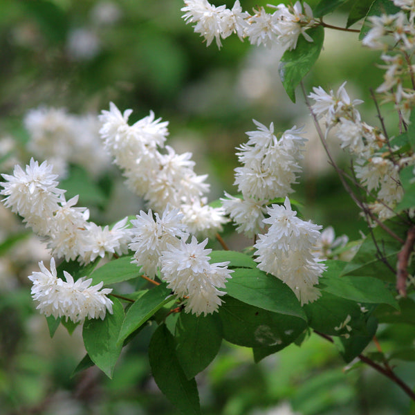 Deutzia magnifica - Hoher Maiblumenstrauch