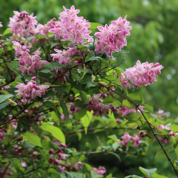 Deutzia magnifica 'Tourbillon Rouge' - Rosa Sternchenstrauch 'Tourbillon Rouge'