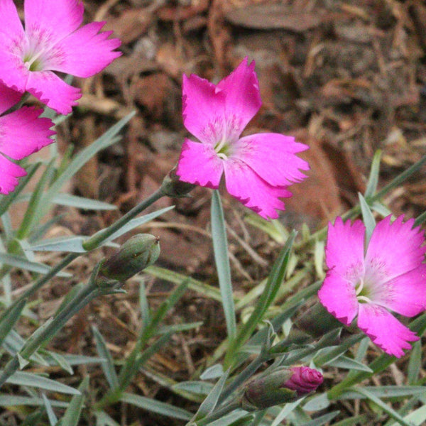 Dianthus gratianopolitanus 'Blauigel' - Pfingst-Nelke