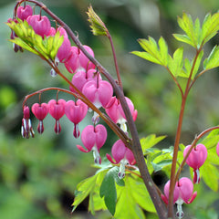 Dicentra spectabilis - Tränendes Herz