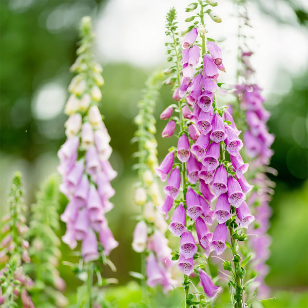 Digitalis purpurea - Fingerhut