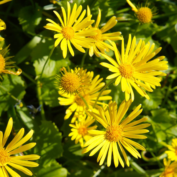 Doronicum orientale 'Little Leo' - Gämswurz