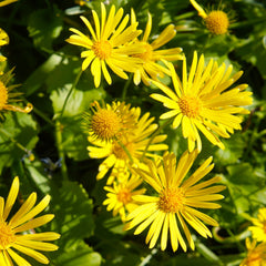 Doronicum orientale 'Little Leo' - Gämswurz