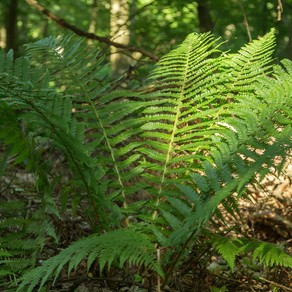 Dryopteris filix-mas - Wurmfarn