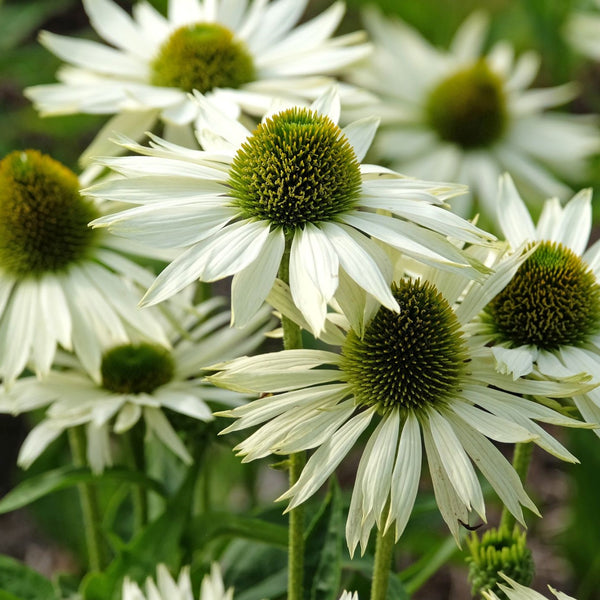 Echinacea purpurea 'Alba' - Weißer Sonnenhut