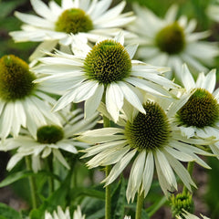 Echinacea purpurea 'Alba' - Weißer Sonnenhut