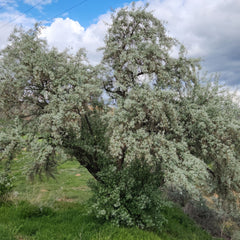 Elaeagnus angustifolia - Schmalblättrige Ölweide