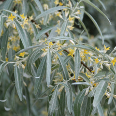 Elaeagnus angustifolia - Schmalblättrige Ölweide