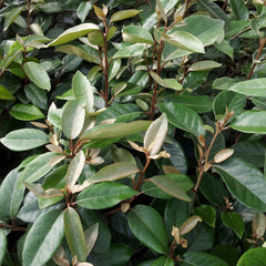Elaeagnus ebbingei - Wintergrüne Ölweide