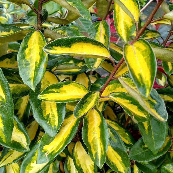 Elaeagnus ebbingei 'Limelight' - Wintergrüne Ölweide 'Limelight'