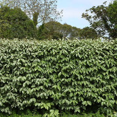 Elaeagnus ebbingei - Wintergrüne Ölweide