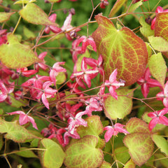 Epimedium x rubrum - Elfenblume