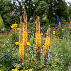 Blumenzwiebeln – Diverse Arten und Sorten