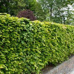 Fagus sylvatica  - Rotbuche