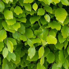 Fagus sylvatica  - Rotbuche
