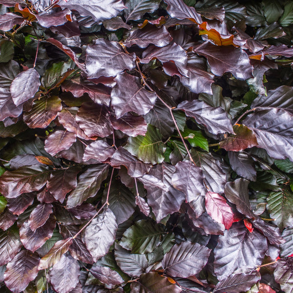 Fagus sylvatica  'purpurea' - Blutbuche