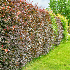Fagus sylvatica  'purpurea' - Blutbuche