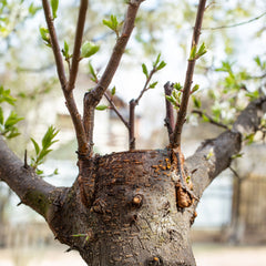 Familienbaum - Mehrfrucht-Obstbaum