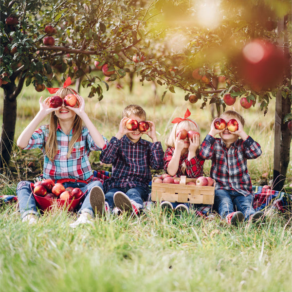 Familienbaum - Mehrfrucht-Obstbaum