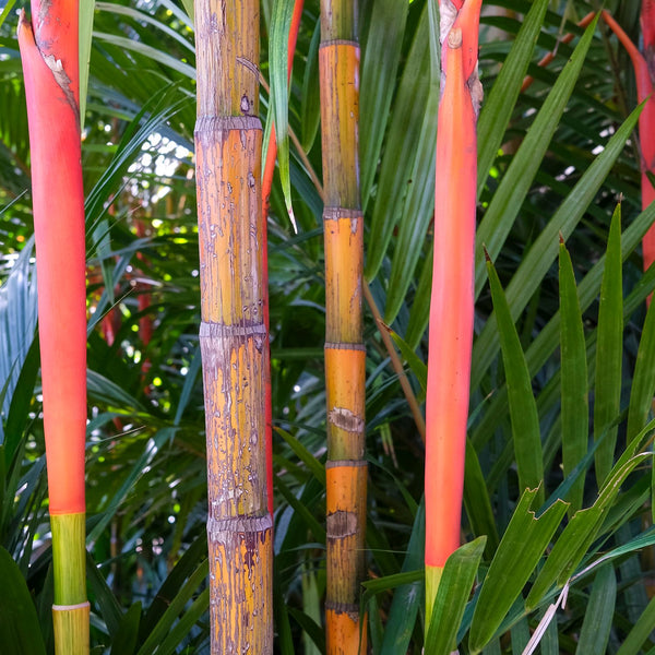 Fargesia 'Red Zebra' - Roter Zebrabambus 'Red Zebra'