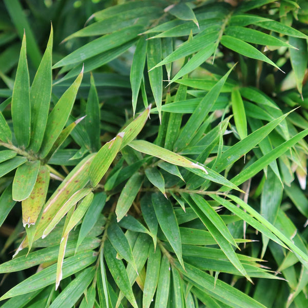 Fargesia nitida 'Winter Joy' - Winterschöner Gartenbambus 'Winter Joy'