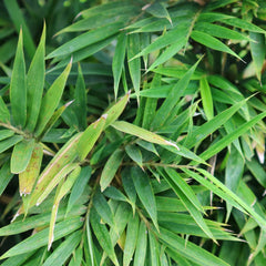 Fargesia nitida 'Winter Joy' - Winterschöner Gartenbambus 'Winter Joy'