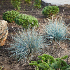 Festuca cinerea 'Elijah Blue' - Blau-Schwingel 'Elijah Blue'
