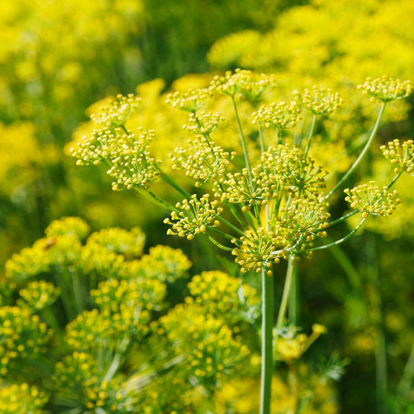 Foeniculum vulgare 'Rubrum' - Bronze-Fenchel