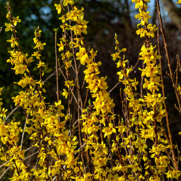 Forsythia intermedia  'Week - End' - Forsythie 'Week - End'