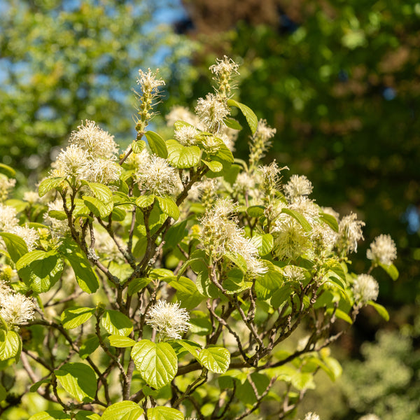 Fothergilla major - Federbuschstrauch