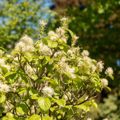 Fothergilla major - Federbuschstrauch