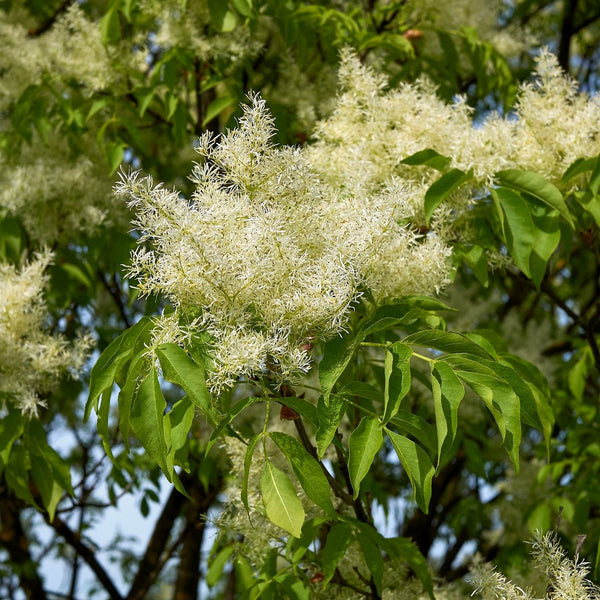 Fraxinus ornus 'Mecsek' - Kugelförmige Blumen-Esche