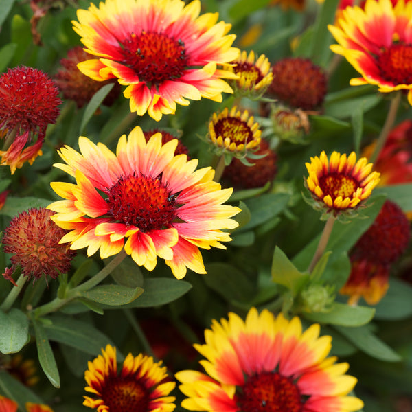 Gaillardia x grandiflora 'Kobold' - Kokardenblume