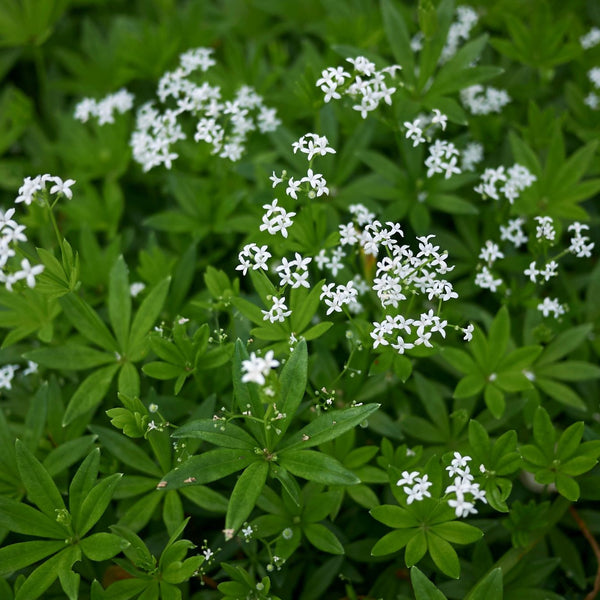 Galium odoratum - Echter Waldmeister