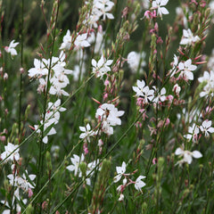 Gaura lindheimeri - Prachtkerze