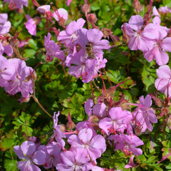 Geranium x cantabrigiense 'Biokovo' - Biokovo-Storchschnabel