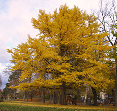 Ginkgo biloba - Fächerblattbaum