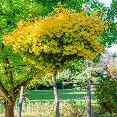 Ginkgo biloba 'Mariken' - Kugel-Ginkgo-Baum