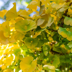 Ginkgo biloba 'Mariken' - Kugel-Ginkgo-Baum