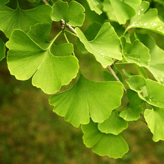 Ginkgo biloba - Fächerblattbaum