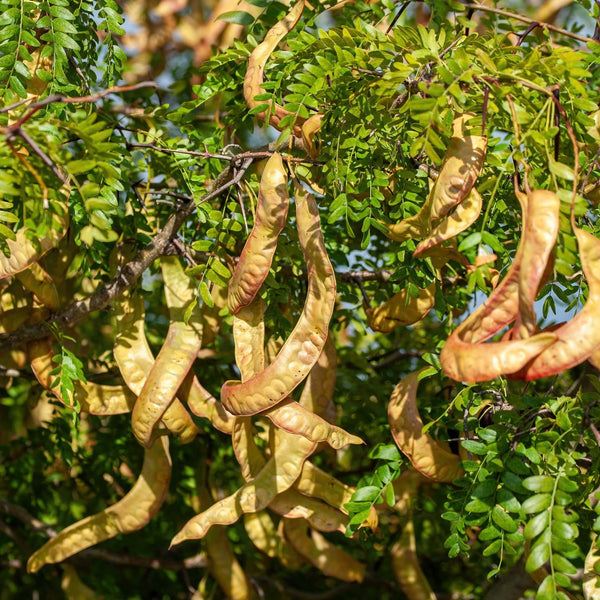 Gleditsia triacanthos - Gleditschie