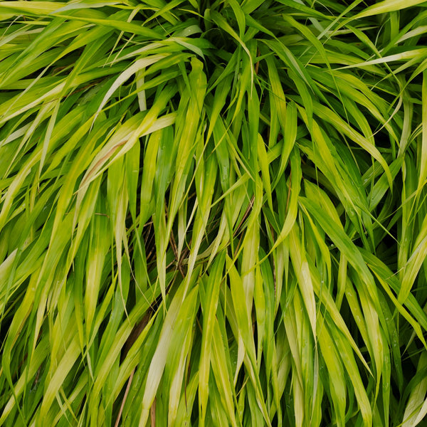 Hakonechloa macra 'All Gold' - Japanisches Berggras 'All Gold'