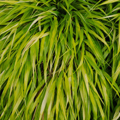 Hakonechloa macra 'All Gold' - Japanisches Berggras 'All Gold'
