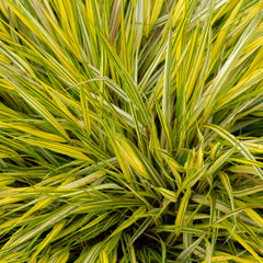 Hakonechloa macra 'Aureola' - Gold-Japan-Berggras 'Aureola'