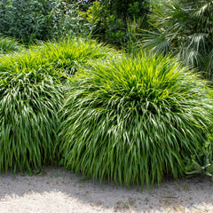 Hakonechloa macra - Japanisches Berggras