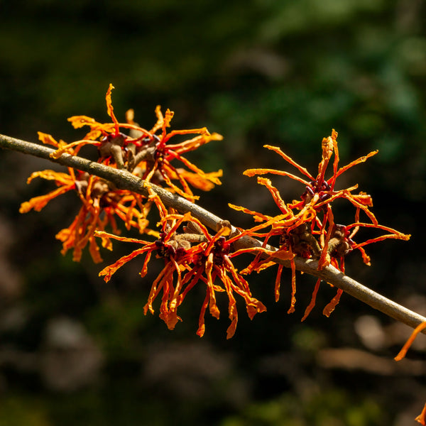 Hamamelis intermedia 'Aphrodite' - Zaubernuss 'Aphrodite'