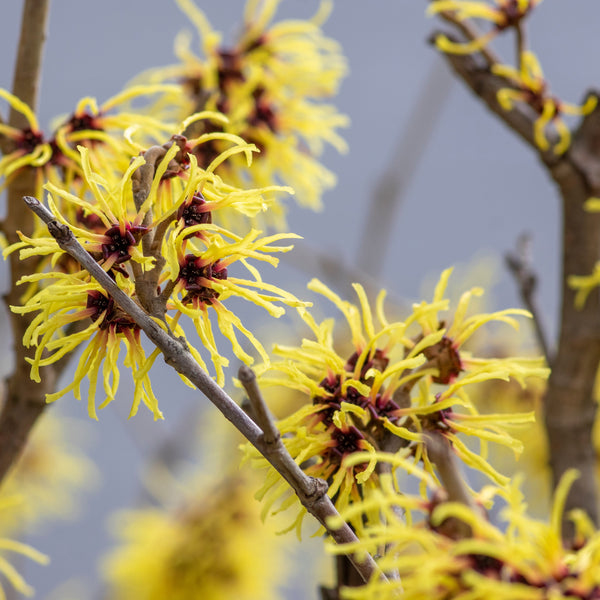 Hamamelis intermedia 'Arnold Promise' - Zaubernuss 'Arnold Promise'