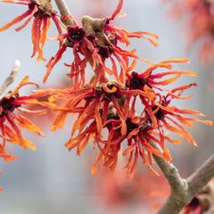 Hamamelis intermedia 'Feuerzauber' - Zaubernuss 'Feuerzauber'
