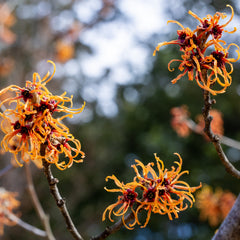 Hamamelis intermedia 'Jelena' - Zaubernuss 'Jelena'